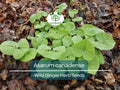 Wild Ginger Seeds 100mg - Native Ground Cover Herb for Shady Gardens - Asarum canadense Planting Seeds