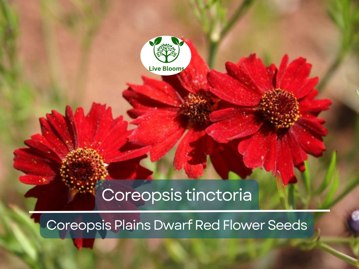 300 Seeds Coreopsis tinctoria Dwarf Red Wildflower for Pollinator Gardens, Low-Maintenance, Drought-Tolerant, Perennial Planting Seed