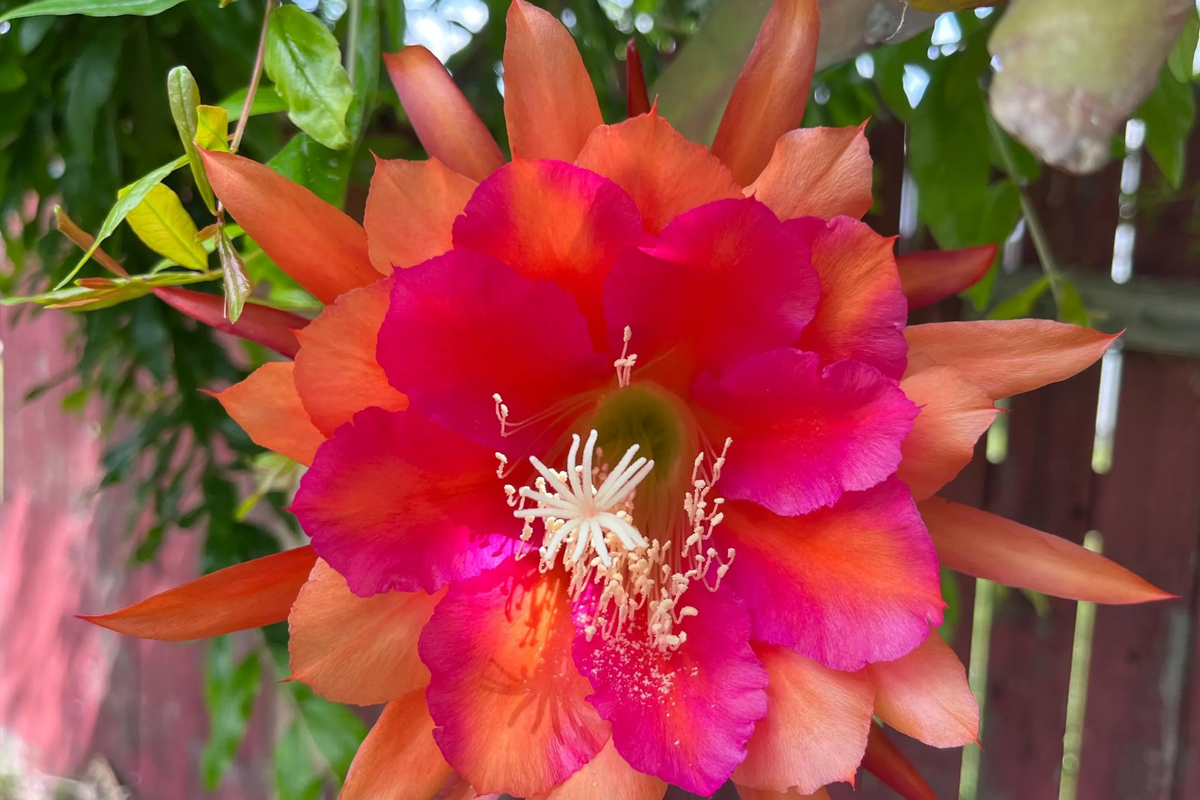 Epiphyllum Orchid Cactus Neon Smile - 3 Rooted Cuttings with Pink Blooms, Easy-Care Exotic Indoor Plant, Unpotted, Fast-Growing Houseplant