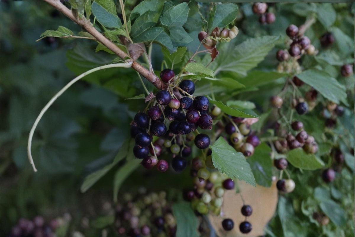 Consort Black Currant Cuttings – Dormant 4-6" Ribes nigrum ‘Consort’ Fruit Shrub for Cold Climates