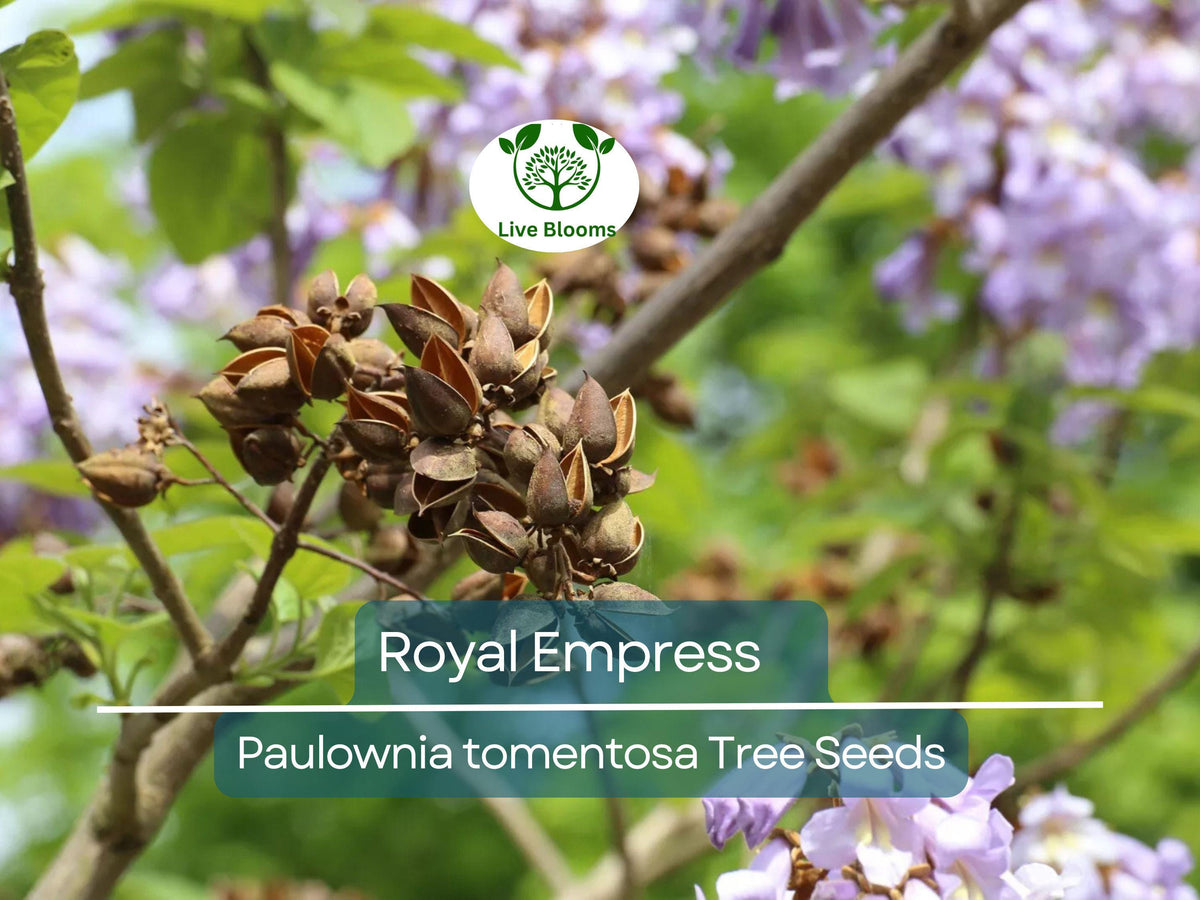 Royal Empress Tree Seeds (Paulownia tomentosa) – Purple Flowers, Fast-Growing Ornamental Tree for Landscaping & Garden