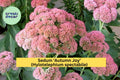 Sedum ‘Autumn Joy’ Bare Root Perennial – Pink Flowers, Drought Tolerant, Attracts Bees & Butterflies – Hylotelephium spectabile