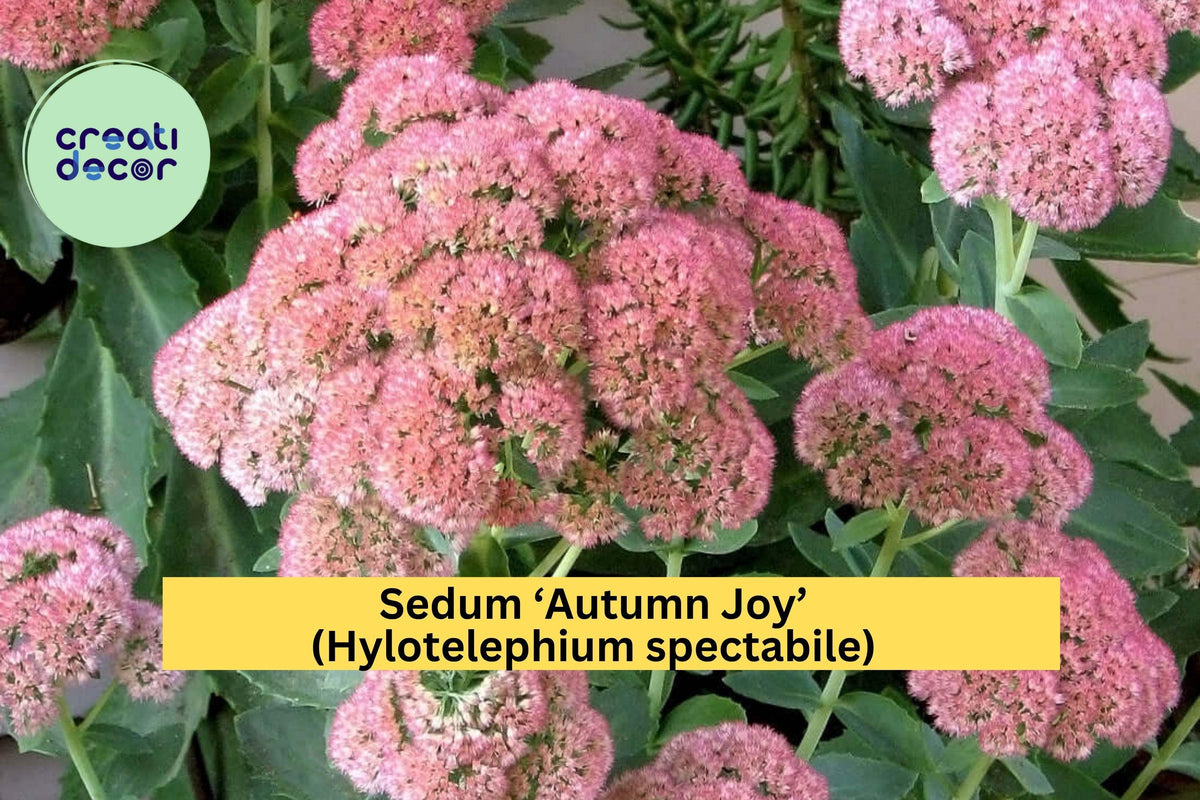 Sedum ‘Autumn Joy’ Bare Root Perennial – Pink Flowers, Drought Tolerant, Attracts Bees & Butterflies – Hylotelephium spectabile