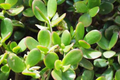 Crassula ovata Jade Plant Cuttings - 2 Unrooted Succulents, 3-5 Inches, Easy Care Indoor Plant, Lucky Money Tree Propagation