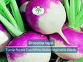 Purple Top White Globe Turnip Seeds - Brassica rapa, Heirloom Vegetable for Gardening & Fresh Root Harvest