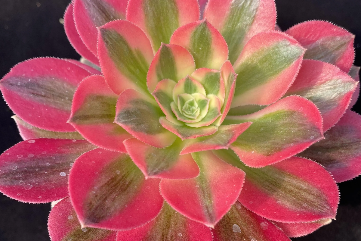 Aeonium 'Perfume Concubine' Cutting | 2.5-Inch Rosette | Unique Collector Succulent | Easy to Grow | Aeonium Hybrid