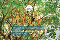 Moringa Tree Starter Plant - Live 3-4 Ft. Miracle Tree, Nutritious Superfood, Fast Growing, Easy Care, Moringa oleifera