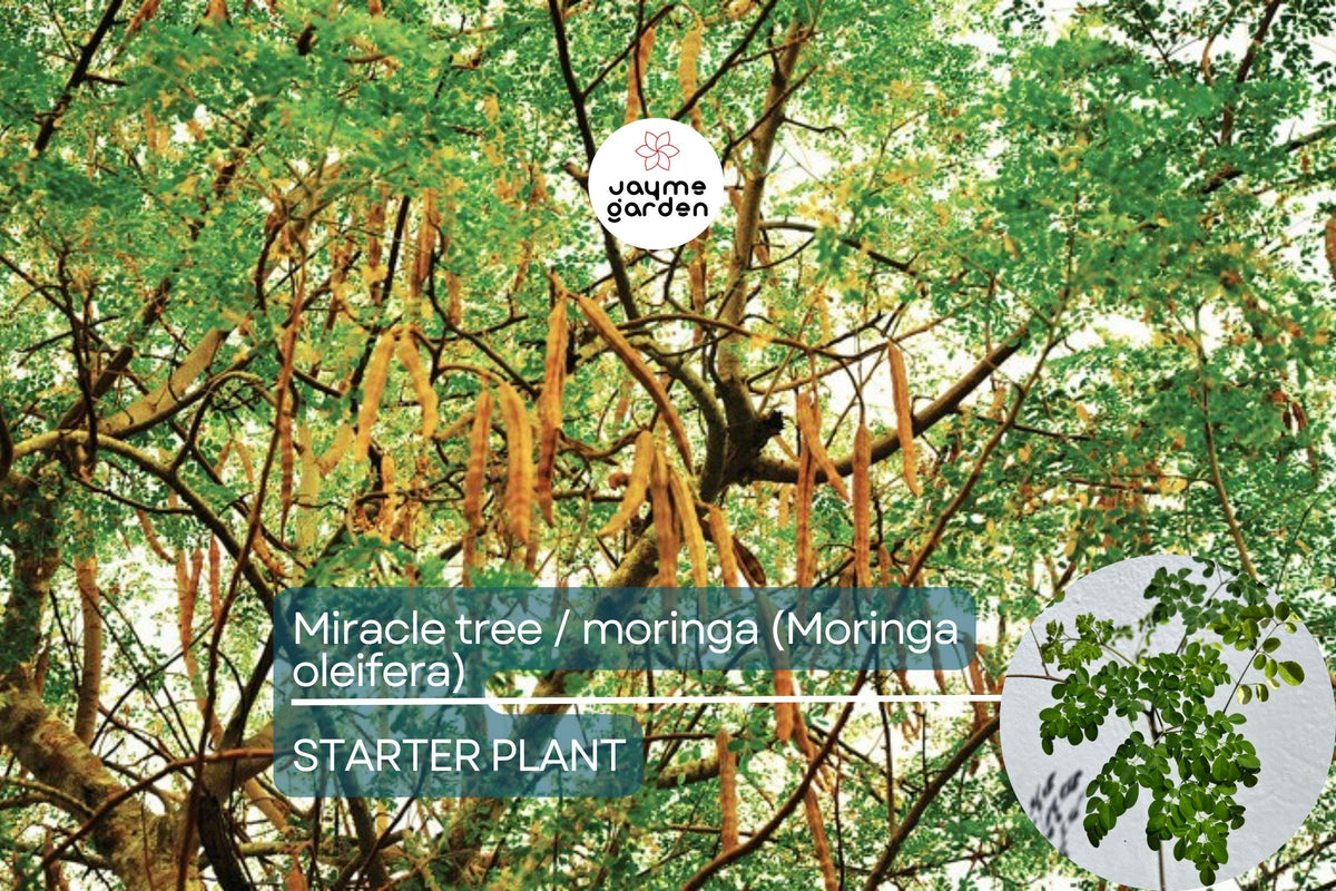 Moringa Tree Starter Plant - Live 3-4 Ft. Miracle Tree, Nutritious Superfood, Fast Growing, Easy Care, Moringa oleifera