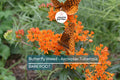 10 Butterfly Weed Plants (Asclepias Tuberosa) | Perennial Bare Root | Monarch Host & Pollinator-Friendly