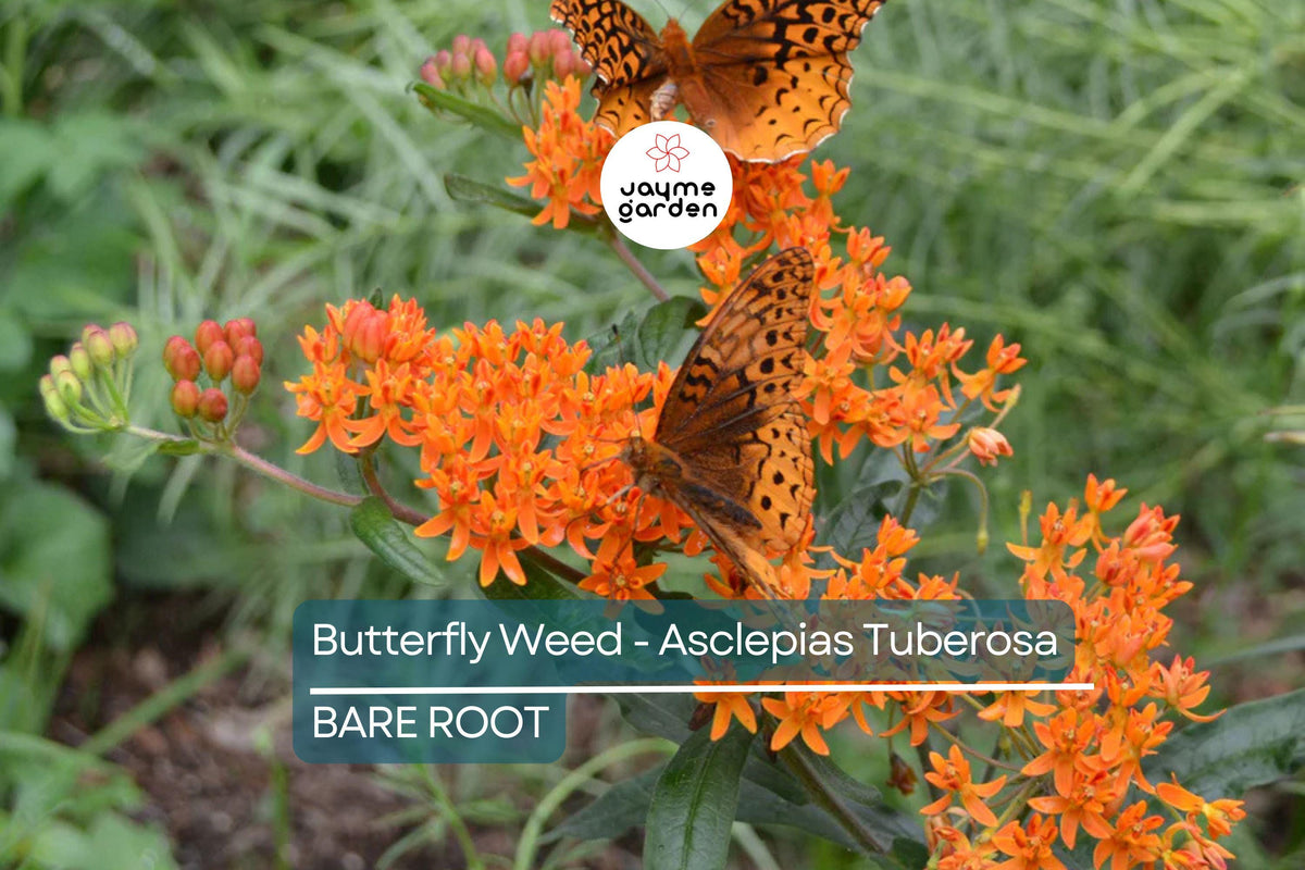 10 Butterfly Weed Plants (Asclepias Tuberosa) | Perennial Bare Root | Monarch Host & Pollinator-Friendly