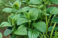100 Lemon Balm Seeds Melissa officinalis Perennial Herb Bee Friendly Pollinator Garden Seed