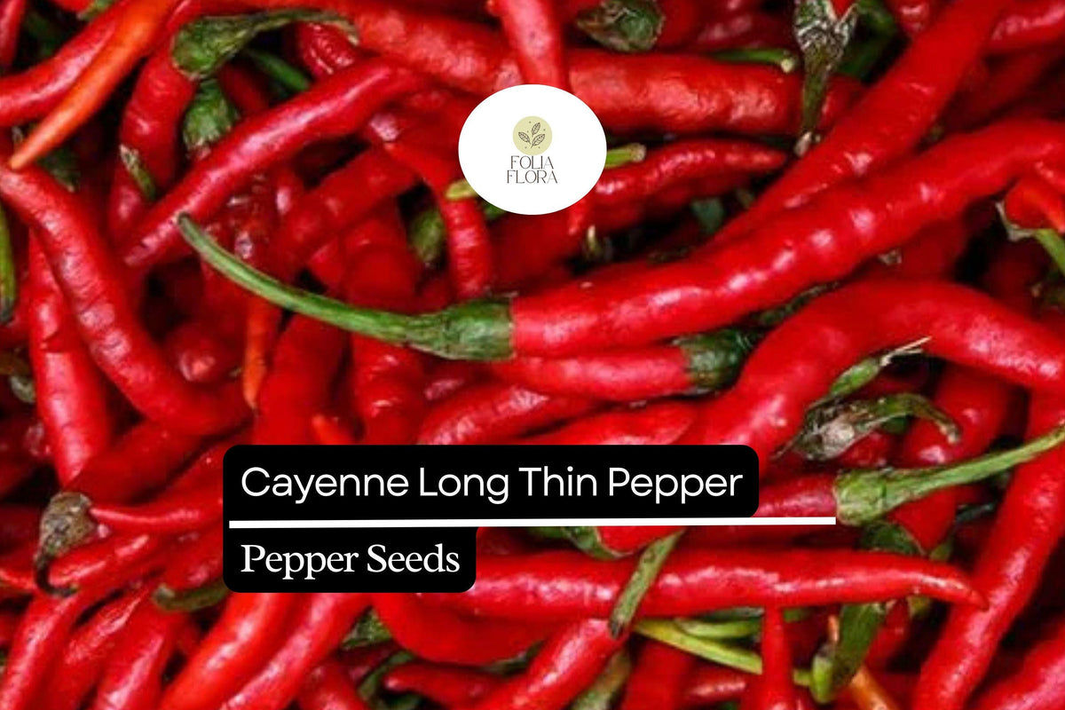 Cayenne Long Thin Pepper Seeds – Spicy Chili for Cooking & Drying – Capsicum Annuum, 30 Seeds