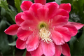 Epiphyllum Orchid Cactus 'Meadow Rose' | 2 Rooted Cuttings with New Growth | Easy-Care Succulent Plant | Stunning Blooms
