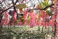 Live Koshu Grape Vine Plant | 2-3 FT | Vitis vinifera Japanese Table Grape | Fruiting Climbing Vine for Garden & Vineyard