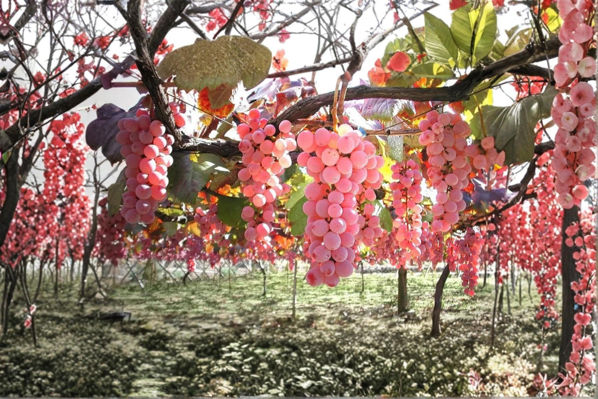 Live Koshu Grape Vine Plant | 2-3 FT | Vitis vinifera Japanese Table Grape | Fruiting Climbing Vine for Garden & Vineyard