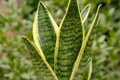 Sansevieria Golden Hahnii Snake Plant Starter - Dwarf Variegated Houseplant - Air Purifying & Low Maintenance