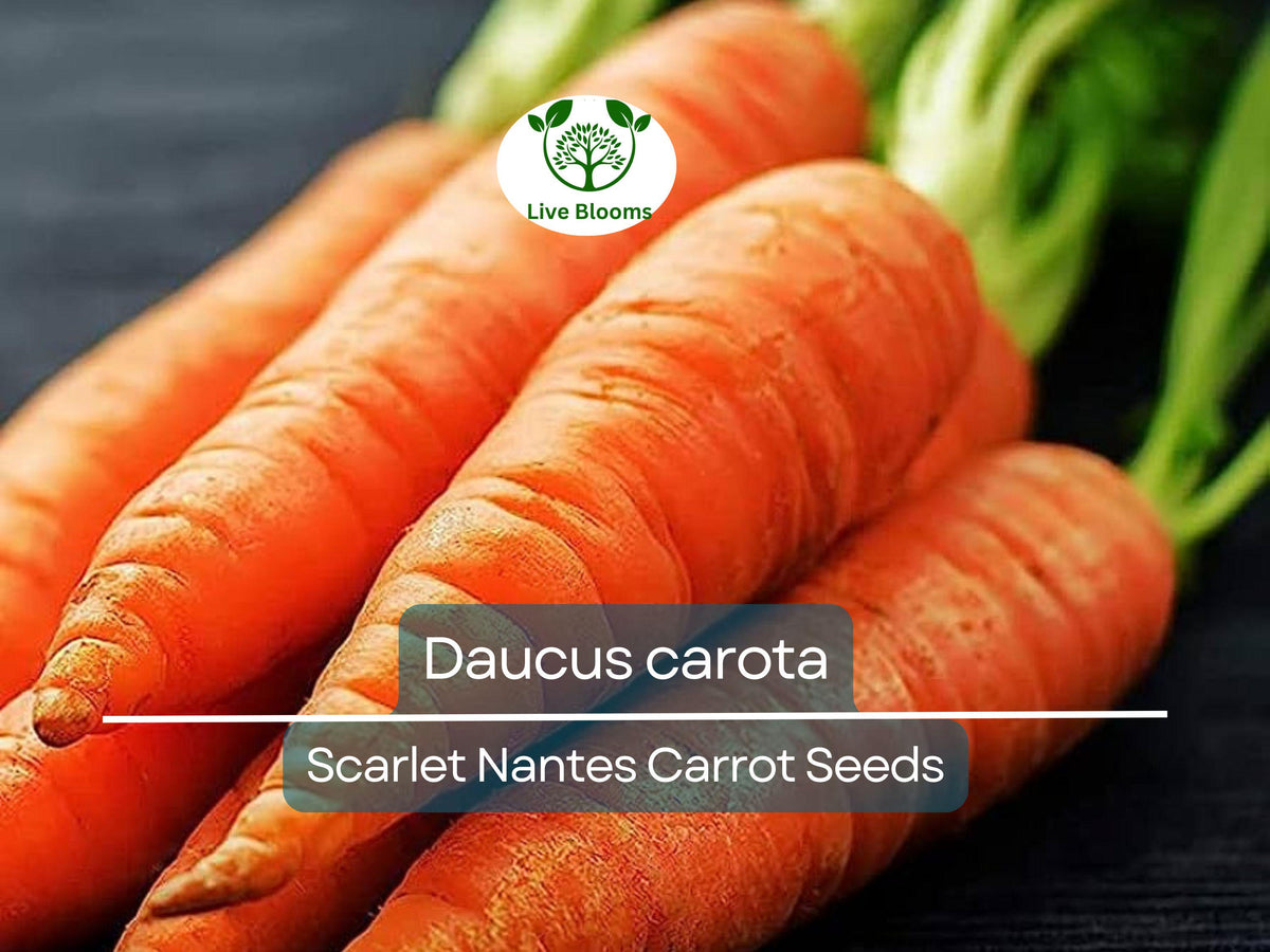 600 Scarlet Nantes Carrot Seeds | Daucus carota Heirloom Root Vegetable for Gardening, Fresh Eating, Salads & Juicing