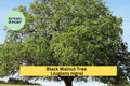 Black Walnut Trees – Juglans nigra – 3 Live Bareroot Seedlings for Shade, Nut Production & Reforestation