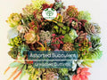 25 Colorful Succulent Unrooted Cuttings Variety Pack – Easy to Grow, Drought-Tolerant, Low Maintenance, Echeveria, Sedum, Crassula