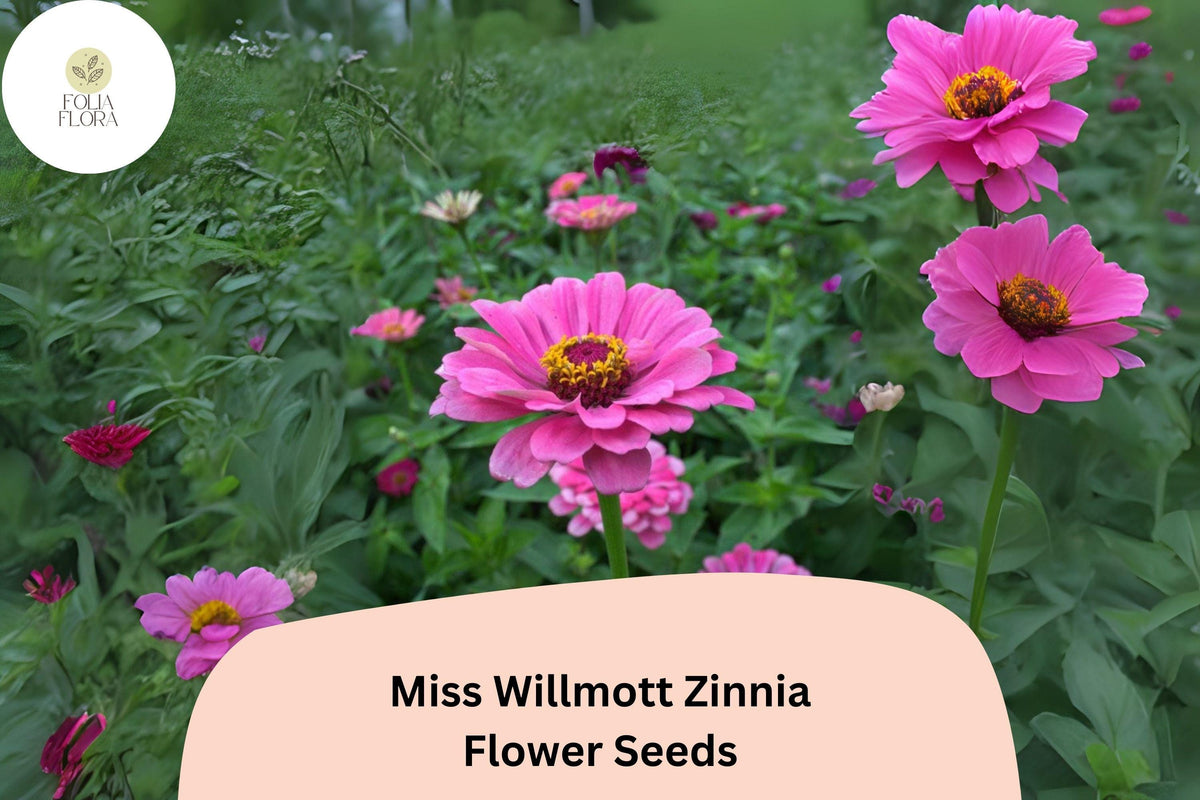 Miss Willmott Zinnia Seeds – Salmon-Pink Heirloom Annual Flowers for Garden, Borders & Cut Flowers, Zinnia elegans