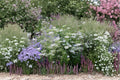 Bishop’s Flower Seeds – Ammi majus, White Blooms, Annual Flower, Cottage Garden, Pollinator-Friendly, 100 Seeds