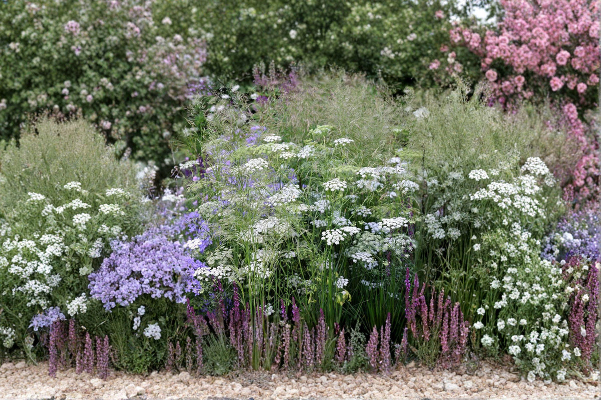 Bishop’s Flower Seeds – Ammi majus, White Blooms, Annual Flower, Cottage Garden, Pollinator-Friendly, 100 Seeds