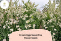 Cream Eggs Sweet Pea Seeds, Climbing Vine, Cream & White Blooms, Lathyrus odoratus, Garden Planting (50+ Seeds)