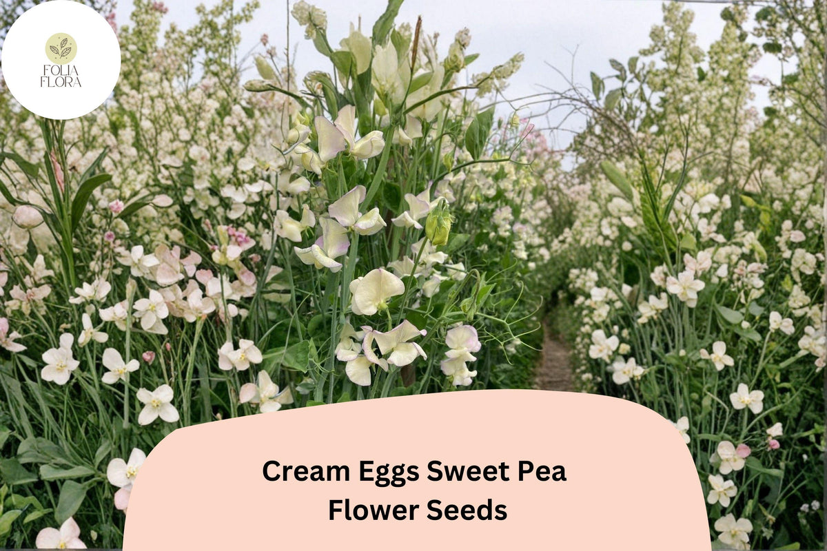 Cream Eggs Sweet Pea Seeds, Climbing Vine, Cream & White Blooms, Lathyrus odoratus, Garden Planting (50+ Seeds)