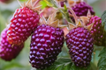 Thornless Purple Raspberry Plant | 4-Inch Rooted Cutting | Rubus 'Glencoe' | Compact, Disease-Resistant Berry Starter