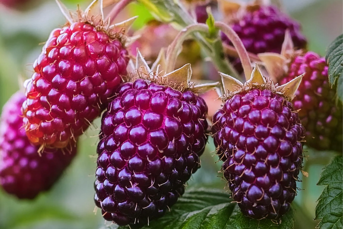 Thornless Purple Raspberry Plant | 4-Inch Rooted Cutting | Rubus 'Glencoe' | Compact, Disease-Resistant Berry Starter