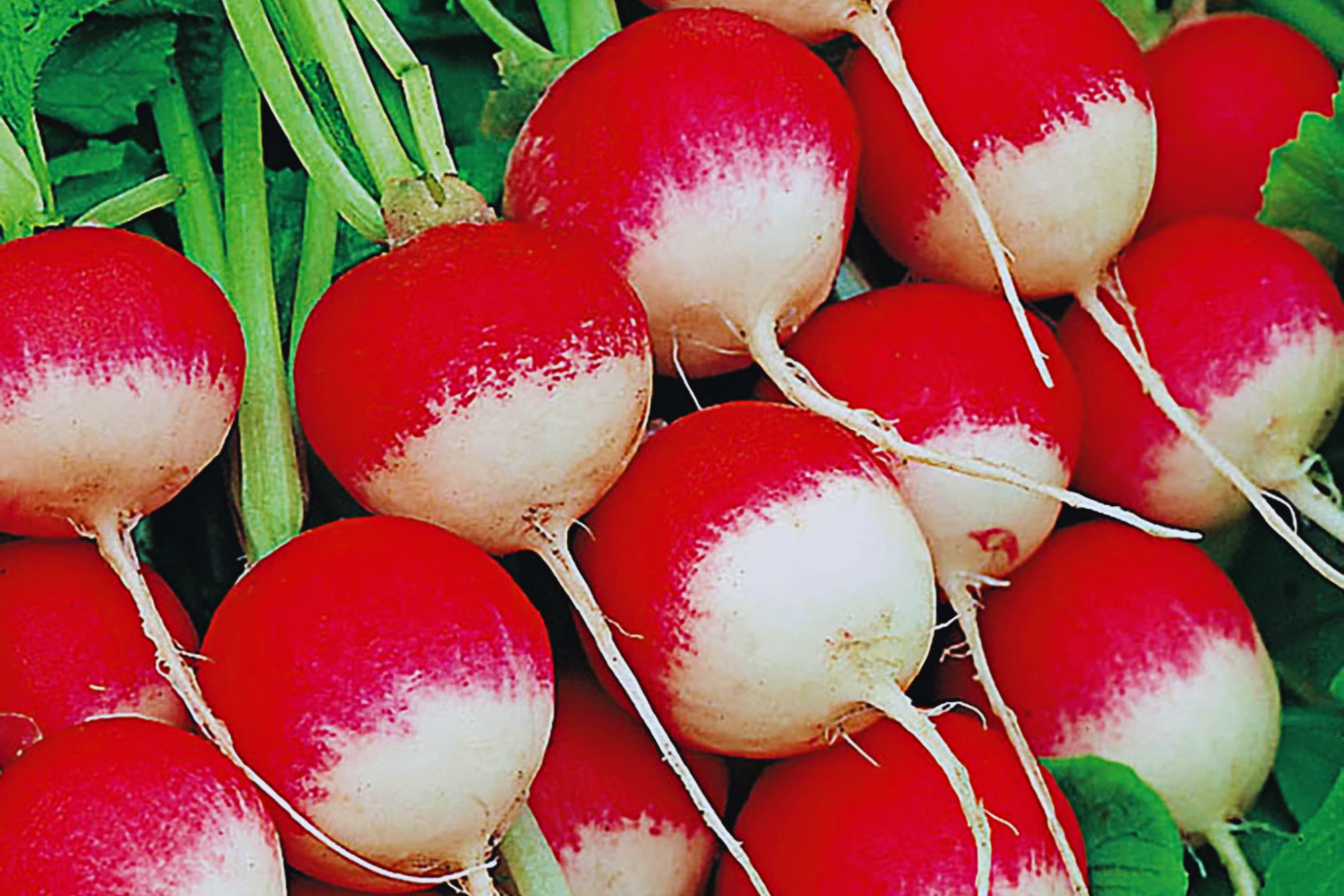 Sparkler Radish Seeds 300+ Non-GMO Heirloom Raphanus sativus Fresh Garden Seeds for Salad & Container Growing