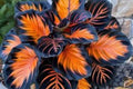 Sunburst Calathea Seeds – 25 Tropical Houseplant Seeds – Variegated Foliage – Calathea crocata – Indoor Garden, Easy Care, USA Grown