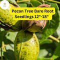 Bare-Root Hardy Pecan Trees Seedlings | Nut-Producing Carya illinoinensis | 12-18 Inches