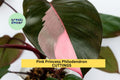 Pink Princess Philodendron Cutting – High Variegation, Rare Unrooted Stem, Philodendron erubescens, Indoor Houseplant, Propagation