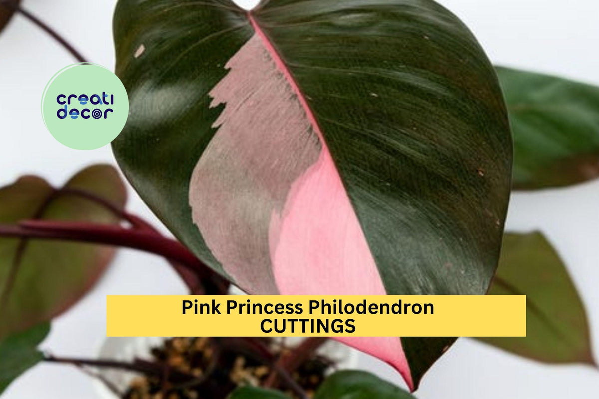 Pink Princess Philodendron Cutting – High Variegation, Rare Unrooted Stem, Philodendron erubescens, Indoor Houseplant, Propagation