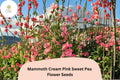 Mammoth Cream Pink Sweet Pea Seeds | Climbing Flower Vine | Lathyrus odoratus | Ornamental Garden Seeds