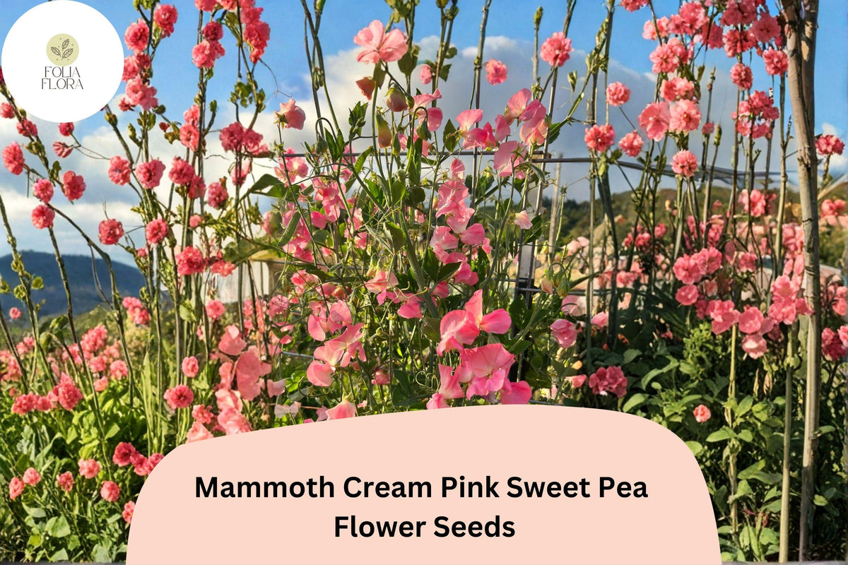 Mammoth Cream Pink Sweet Pea Seeds | Climbing Flower Vine | Lathyrus odoratus | Ornamental Garden Seeds