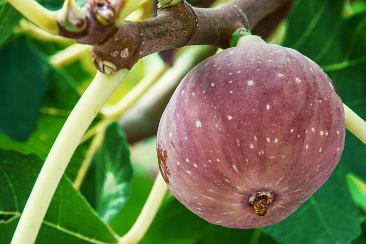 Chicago Hardy Fig Tree Cuttings – 10 Fresh 9-10" Dormant Hardwood Propagation, Cold-Resistant, Fast-Growing Ficus Carica