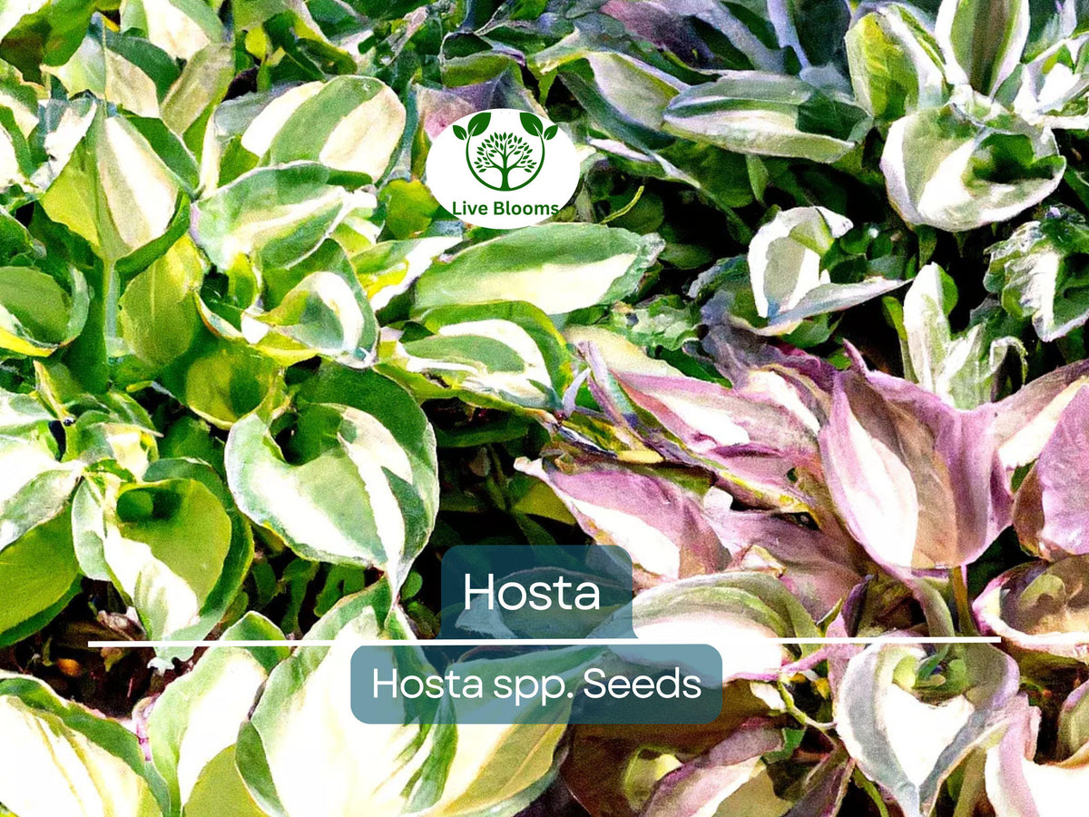 50 Hosta Seeds Mix - Perennial Shade Plant, Decorative Foliage, Hardy Garden Starter, Mix of Species and Colors, USDA Zones 3-9