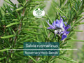 Rosemary Herb Seeds – 100 mg Salvia rosmarinus for Culinary, Herb Garden, Pot, Fragrant Hedge