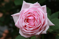 French Rose Cuttings 4-Pack for Climbing Fences & Arches, Victorian Garden Decor, Rose Vines for Entryways & Trellises