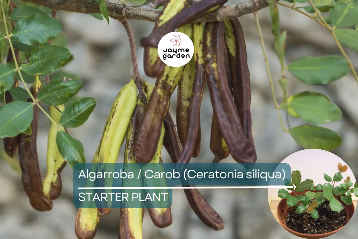 Carob Tree Starter Plant - Algarroba (Ceratonia siliqua) 12”-24” | Nutritious Fruit, Easy-Care Garden Tree
