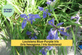 Louisiana Blue-Purple Iris – 3 Medium Rooted Perennial Plants – Water-Loving Iris louisiana for Pond, Garden, Border