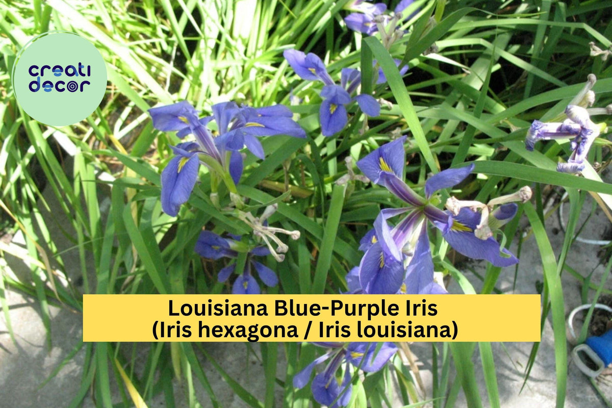 Louisiana Blue-Purple Iris – 3 Medium Rooted Perennial Plants – Water-Loving Iris louisiana for Pond, Garden, Border