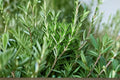 50 Rosemary Herb Seeds | Aromatic Evergreen Perennial | Non-GMO Salvia rosmarinus for Culinary & Medicinal Gardens