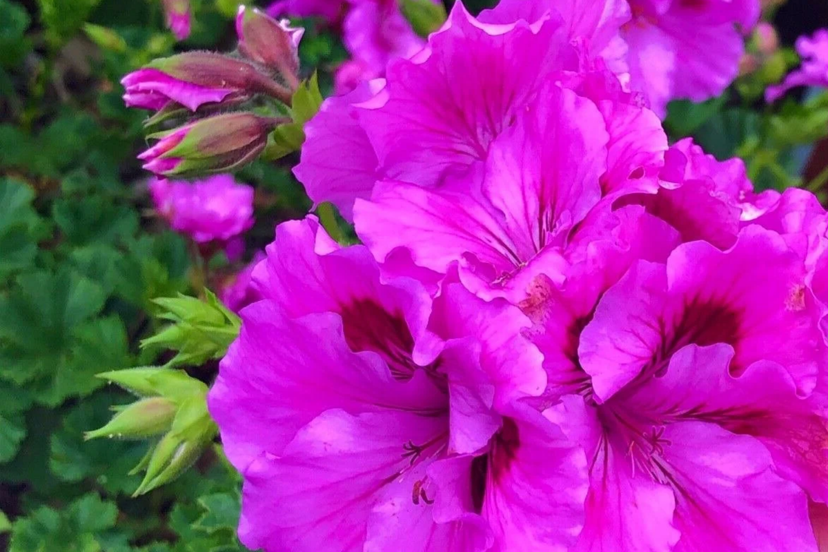 Purple Pink Pelargonium Regal Geranium Cuttings – 6" Live Plant Starter, Exotic Orchid-Like Blooms, Easy Care, Drought-Tolerant, Outdoor Garden