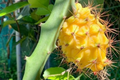 Yellow Dragon Fruit Cuttings - 6-Inch Tropical Cactus Live Plant for Outdoor Gardens, Easy to Grow, Fruit-Bearing Epiphyllum