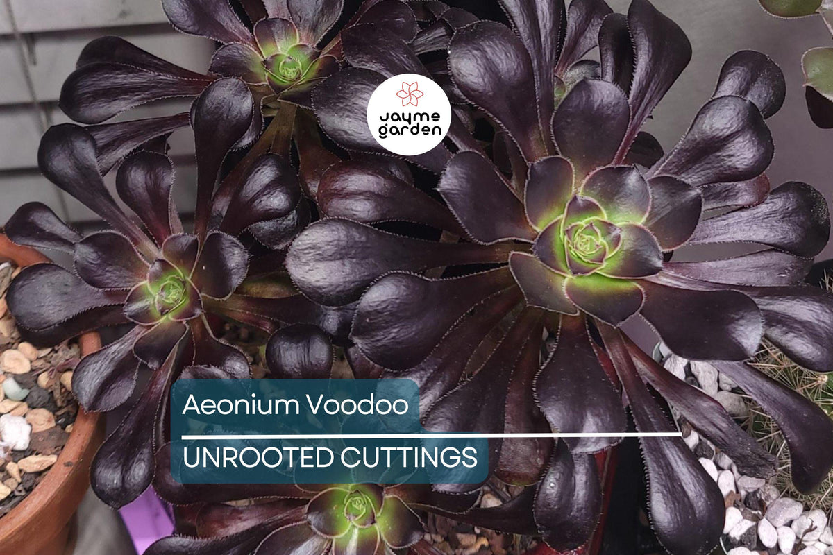 Aeonium ‘Voodoo’ Cutting | Rare Deep Purple Succulent | Easy to Grow, Drought Tolerant, Full Sun, Succulent Collection