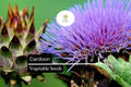 15 Seeds Cardoon Cynara cardunculus Ornamental Edible Perennial with Purple Flowers