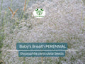200 Seeds Baby's Breath Gypsophila paniculata Perennial White Flowers Pollinator-Friendly Non-GMO Seeds